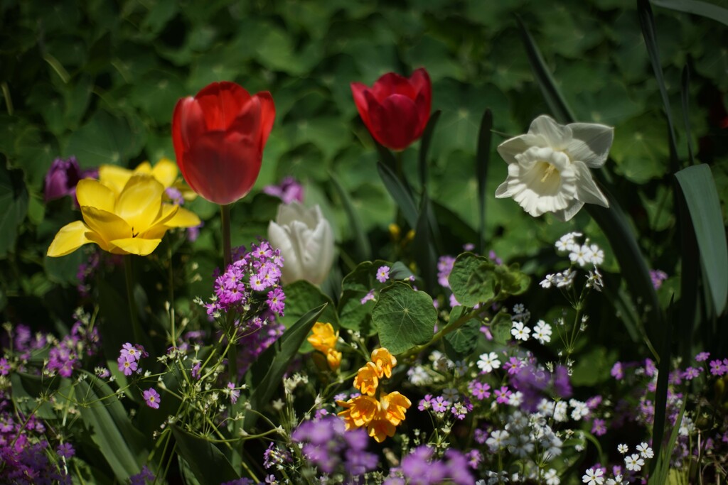 PENTAX -M 50mm F1.4