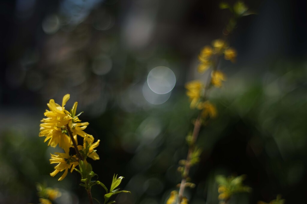 MINOLTA MC Rokkor 58mm 1.4