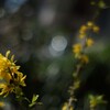MINOLTA MC Rokkor 58mm 1.4