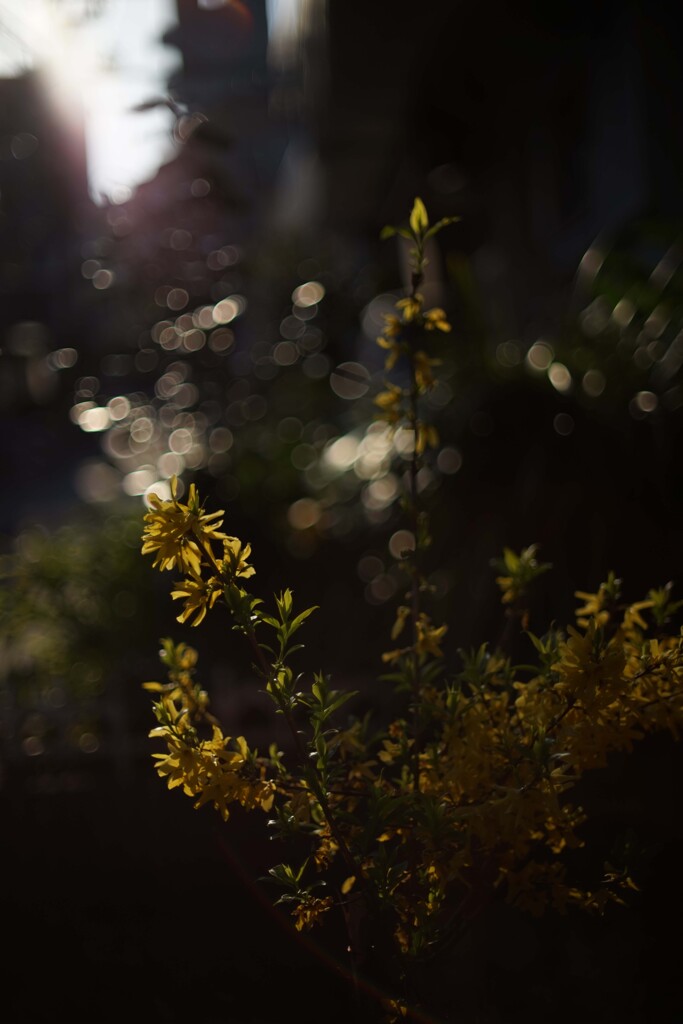 CANON FD 50mm F1.4 S.C.C.