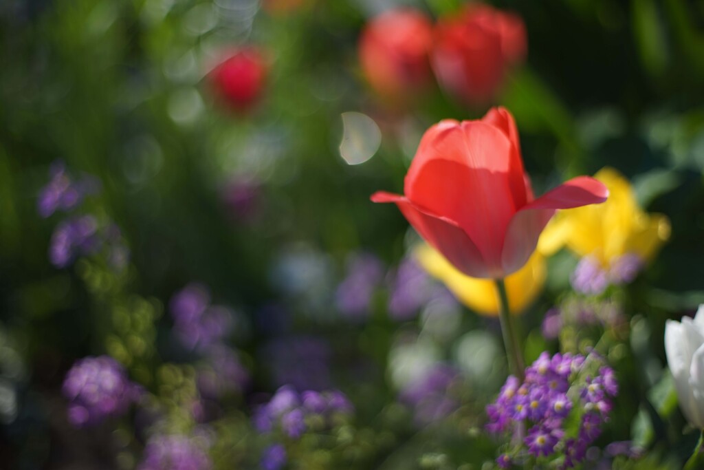 CONTAX Carl Zeiss Planar T * 50㎜ f 1.4 