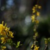 CANON FD 50mm F1.4 S.C.C.