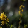 MINOLTA MC Rokkor 50mm 1.4
