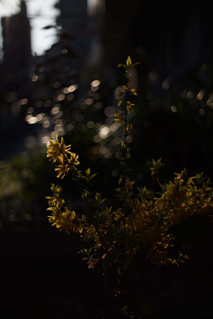  PENTAX SMC Takumar 50mm 1.4