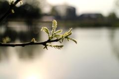 芽吹く