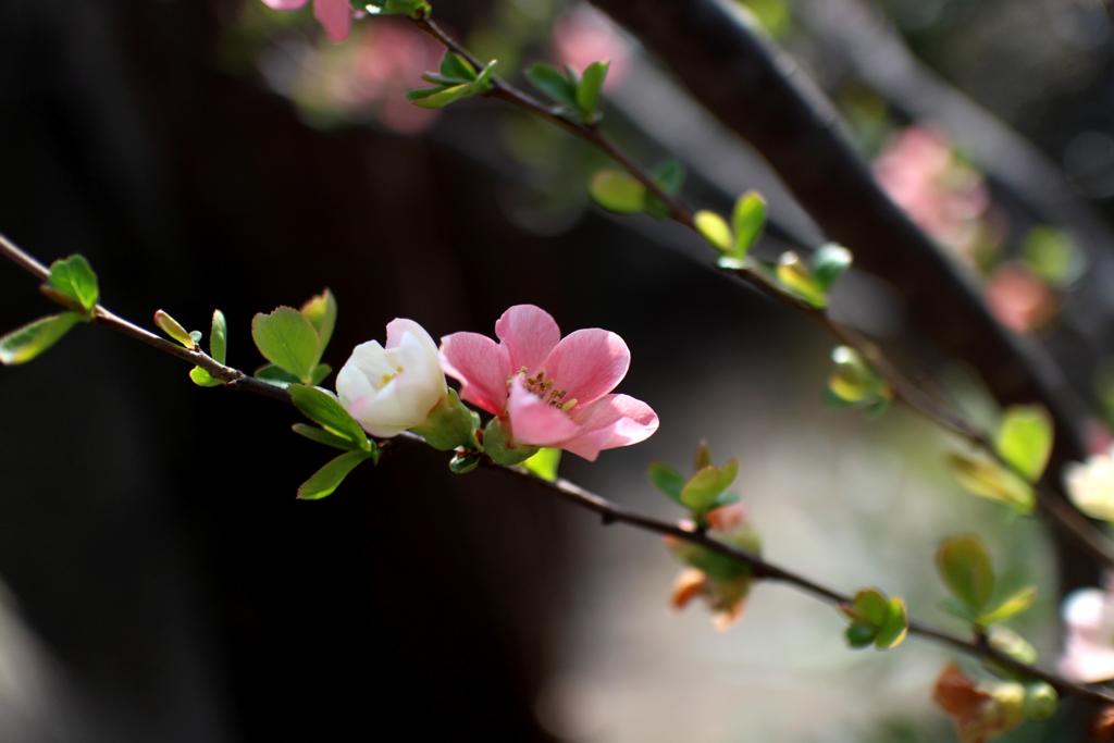 木瓜