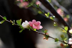 木瓜