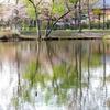 春の映り込み