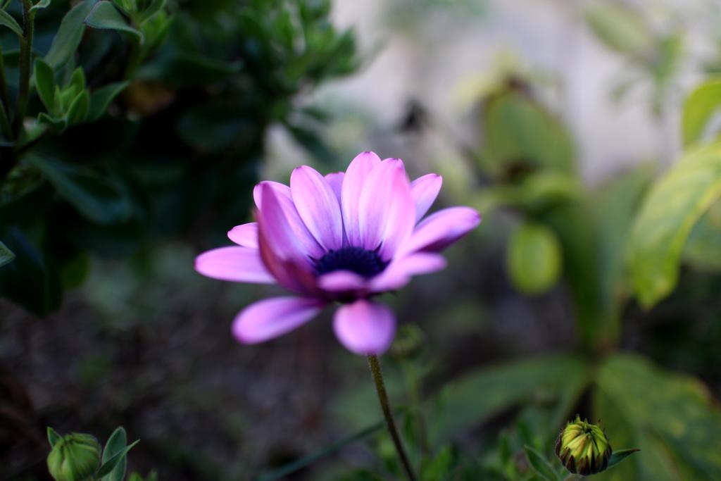 花壇の花