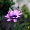 花壇の花