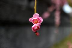 はんなり