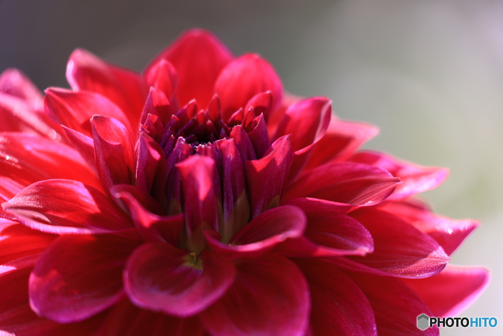 日野ダリア園③