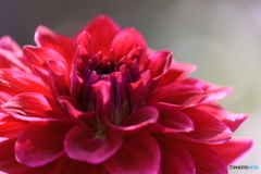 日野ダリア園③