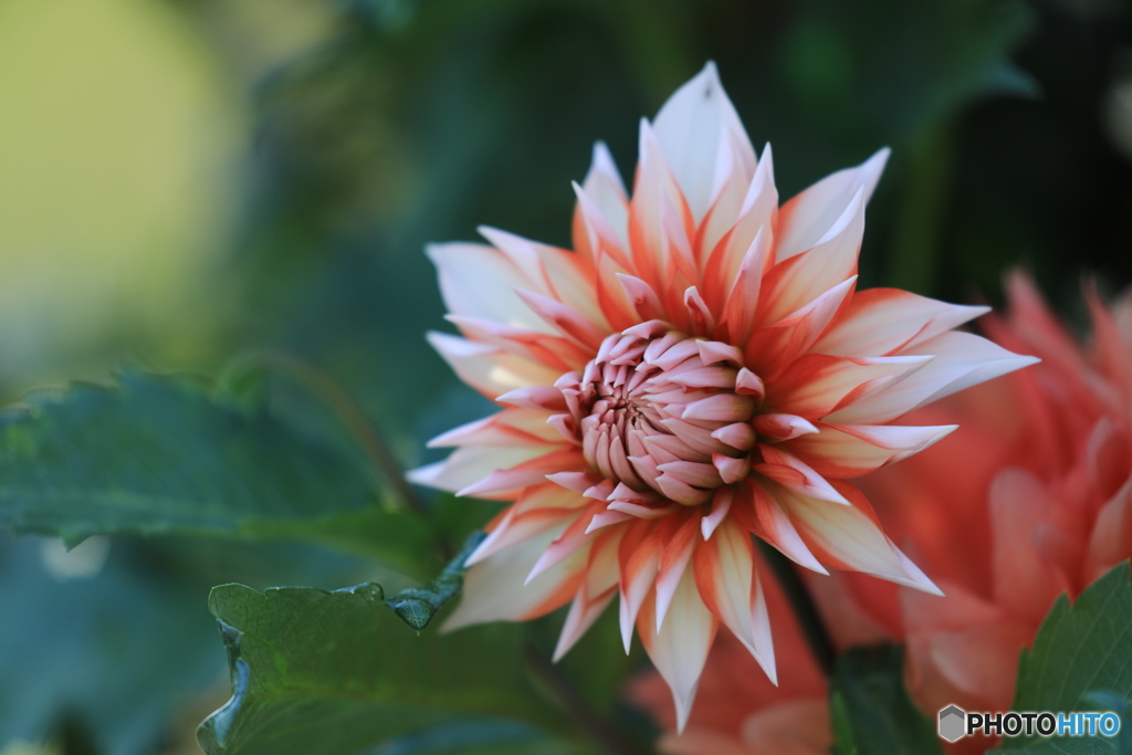 日野ダリア園④