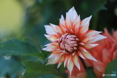 日野ダリア園④