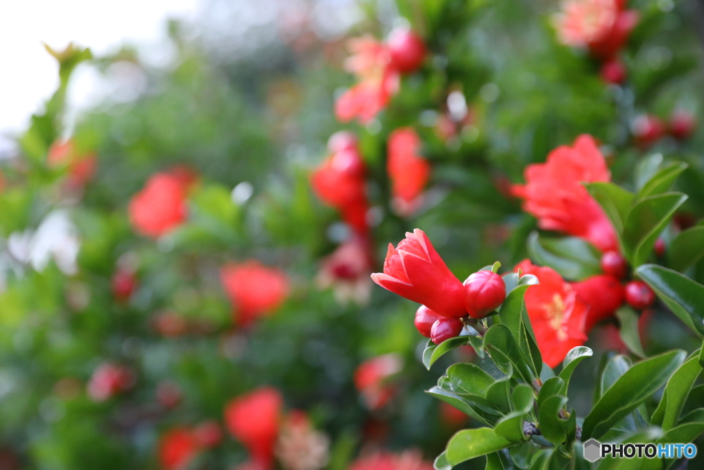 天然のタコさんウインナー♪ (ザクロ)
