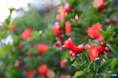 天然のタコさんウインナー♪ (ザクロ)