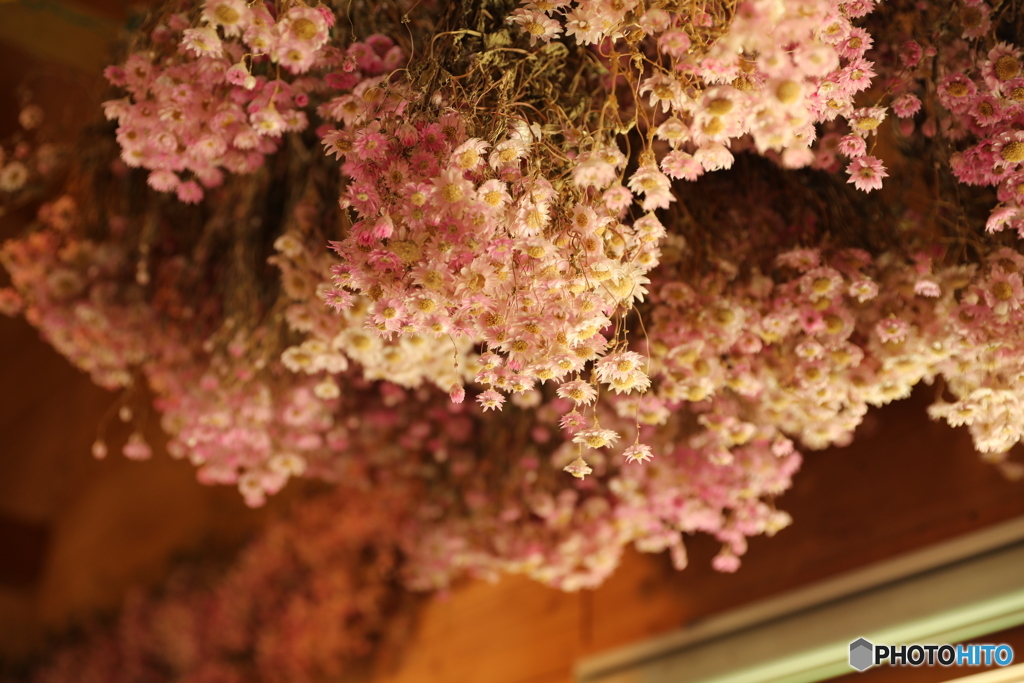 天井から咲く花