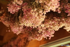 天井から咲く花