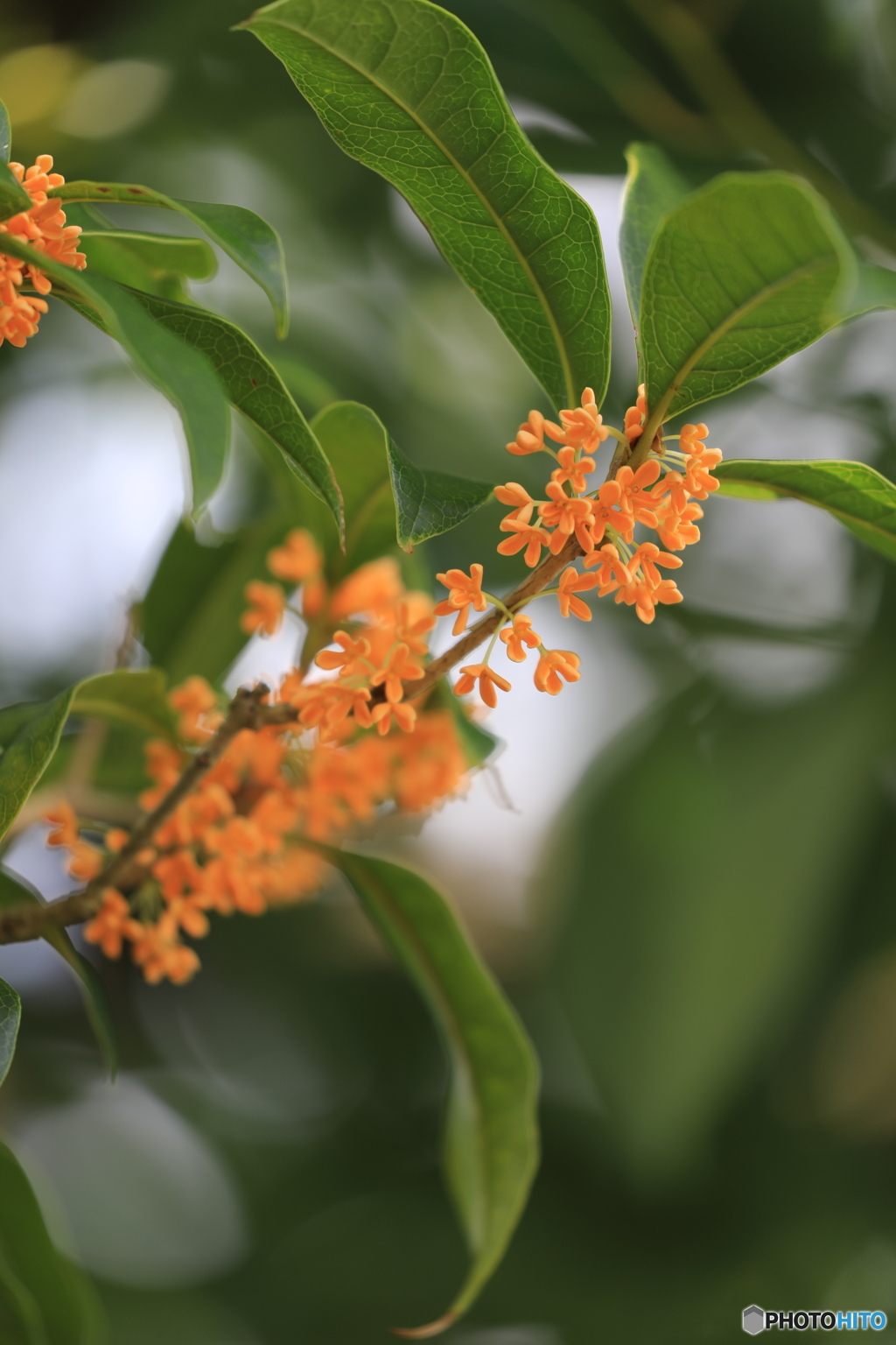 ダリア園にて金木犀