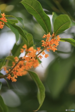 ダリア園にて金木犀
