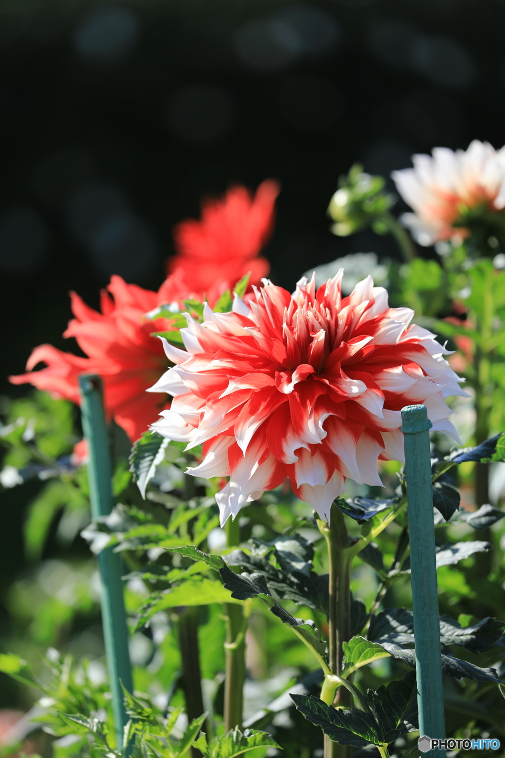 日野ダリア園②