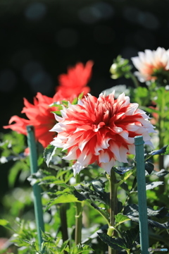 日野ダリア園②