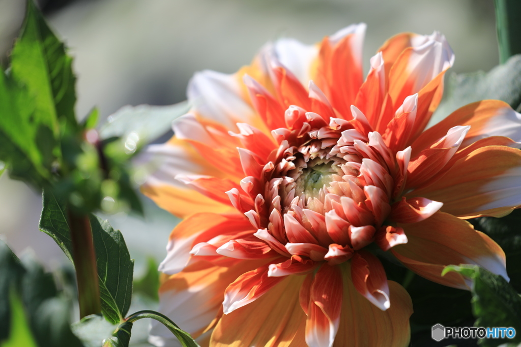 日野ダリア園①