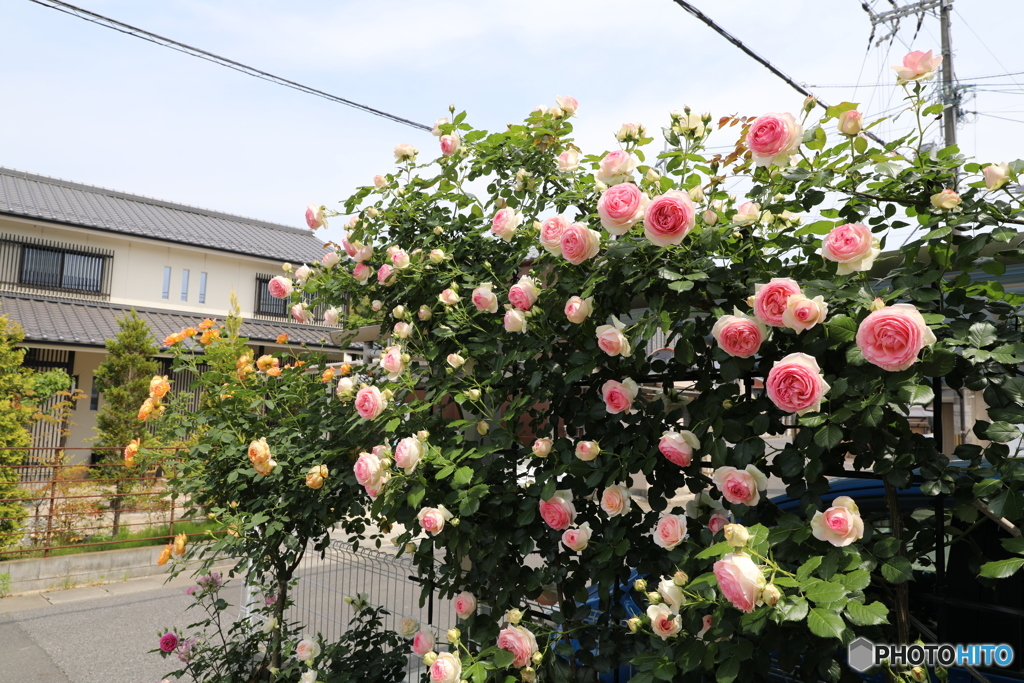 ピエールドゥロンサール