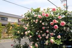 ピエールドゥロンサール