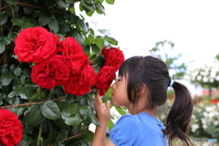 ダマスクな香り