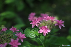 木漏れ日の中で