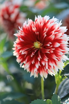 日野ダリア園⑤