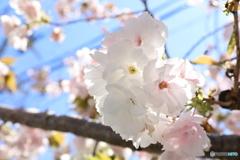 永源寺桜