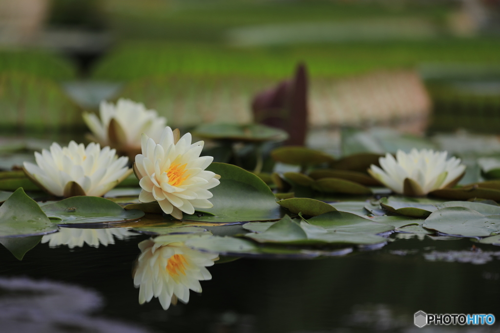 Waterlily