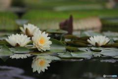 Waterlily