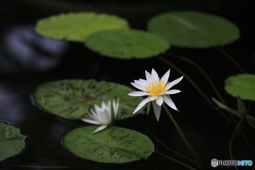 うおたありりい