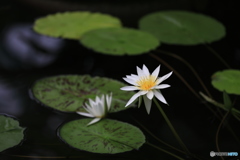 うおたありりい