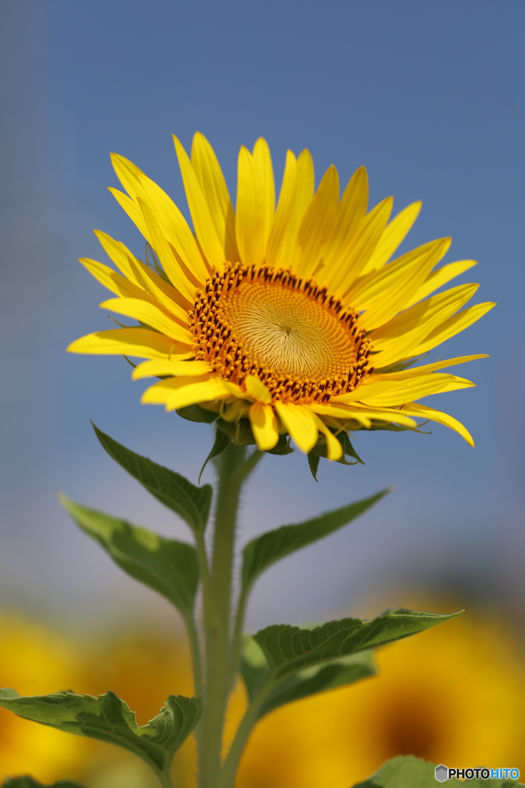 小さなヒマワリ