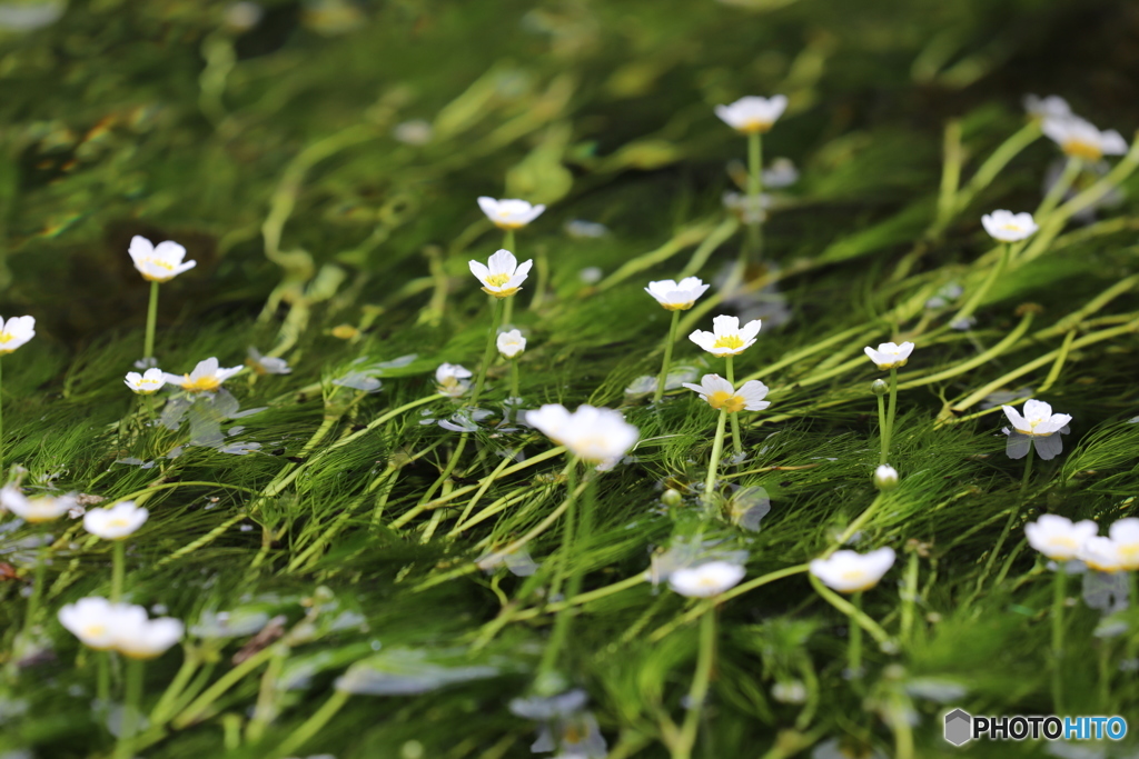 清流の梅花藻