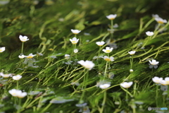 清流の梅花藻