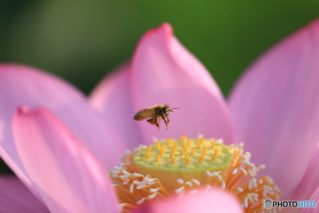 灯台下暗し (自宅2キロ圏内にハス畑があったなんて…)