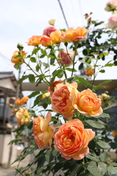 レディオブシャーロット