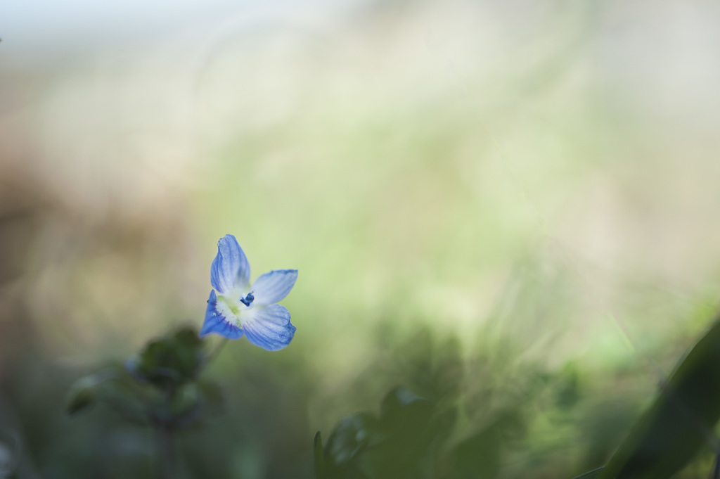 日影の花