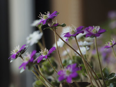 窓辺のユキワリ草