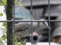 捕われの鳥