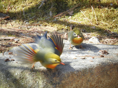 ソウシチョウ