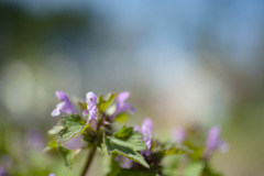 野の花