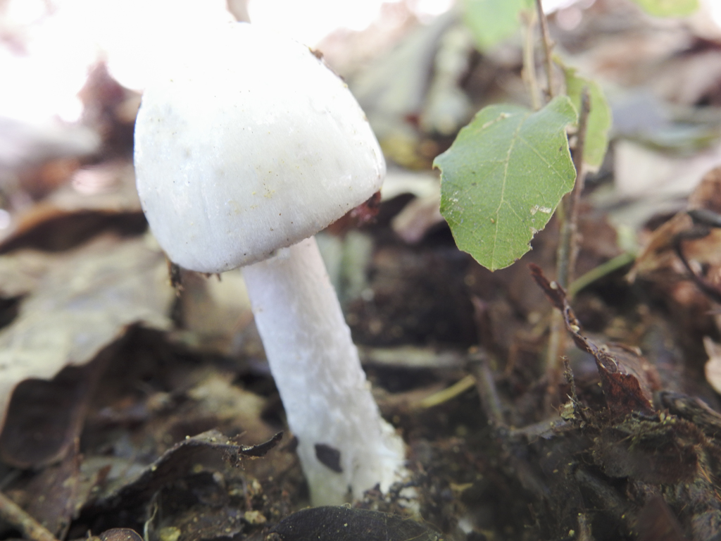 白いキノコ