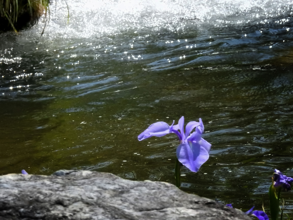 菖蒲一花